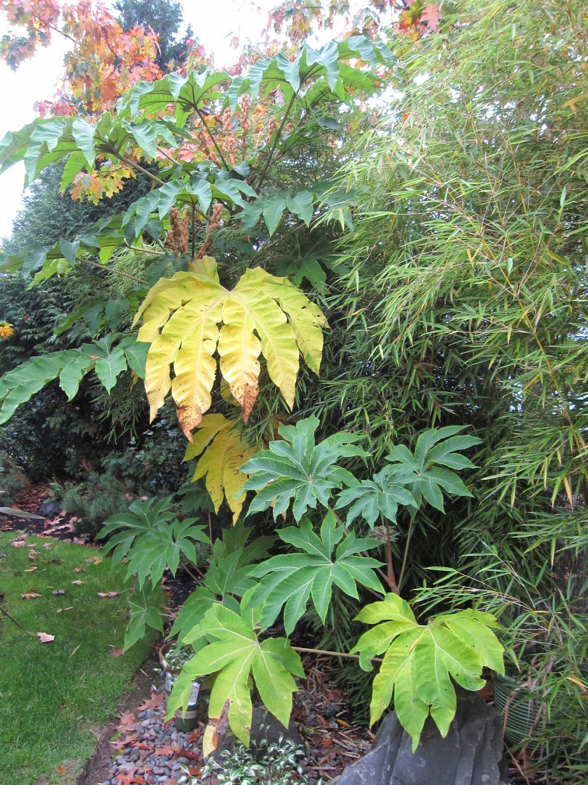 MulchMaid: Tetrapanax papyrifer 'Steroidal Giant' is my favorite plant