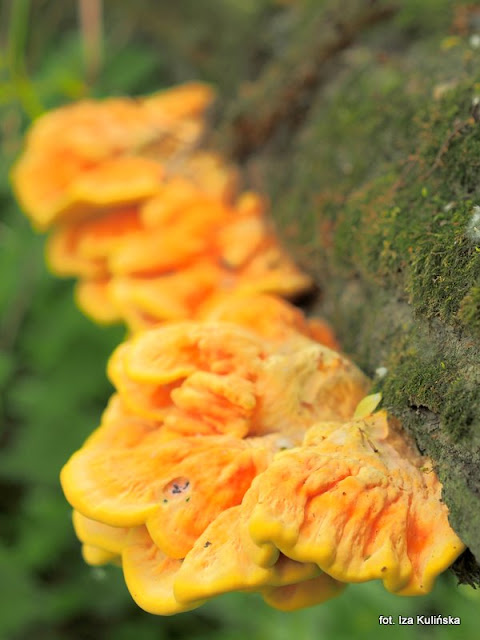 zolciak-siarkowy żółciak siarkowy, chicken of thr woods, grzyby