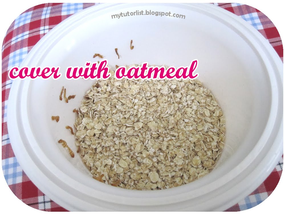 How To Start A Mealworm Colony Behind