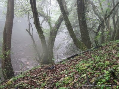 10 - Dejando el arroyo para tomar una vereda en Cerro Viejo