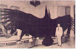 Natural History and Scientists: Largest flying birds ever Argentavis & Pelagiornis