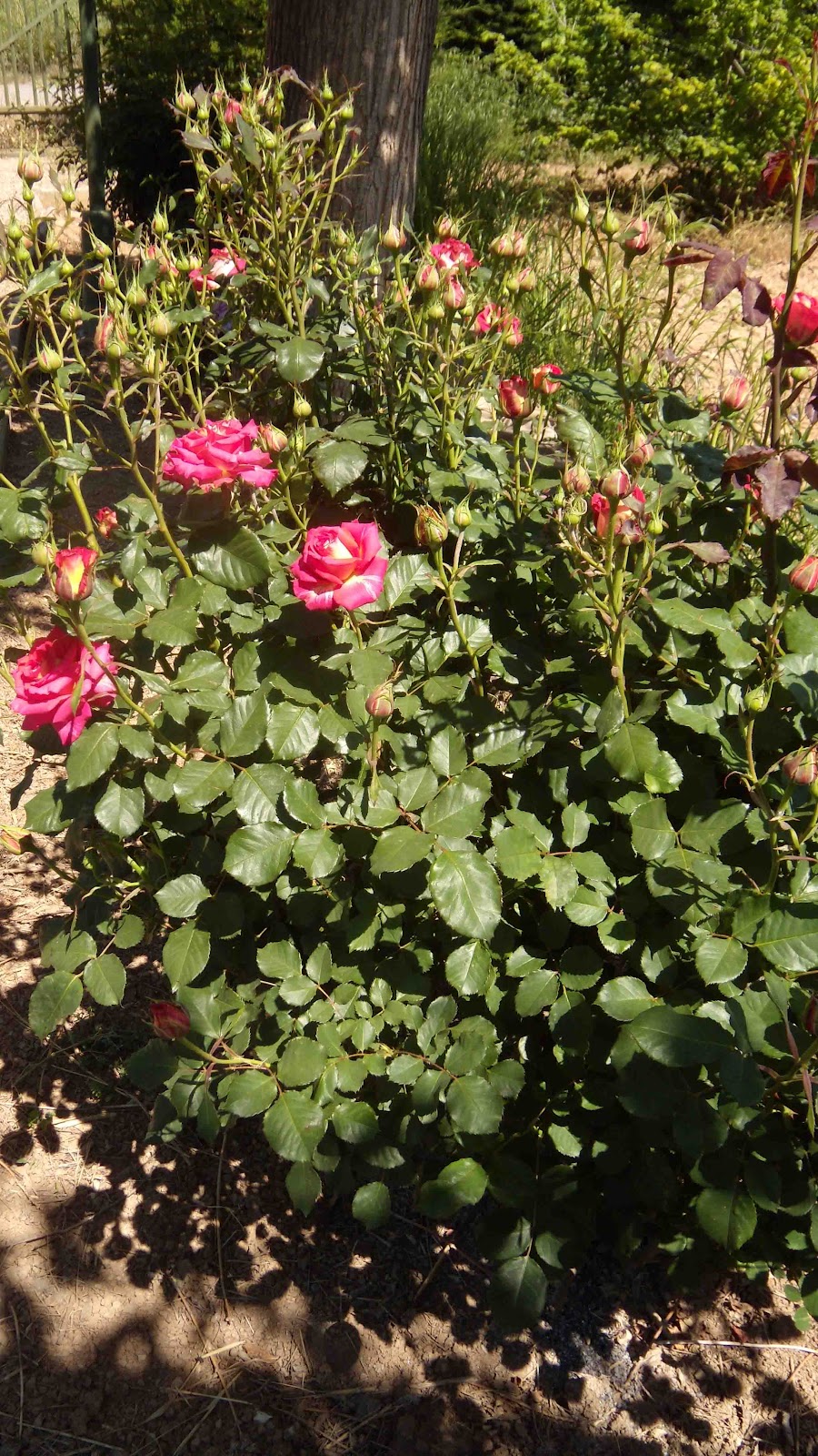 Puntadas y más puntadas: mayo 2012