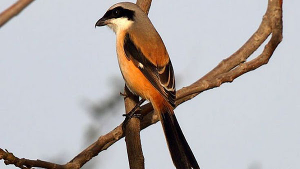 Mp3 Suara Burung Cendet Gacor