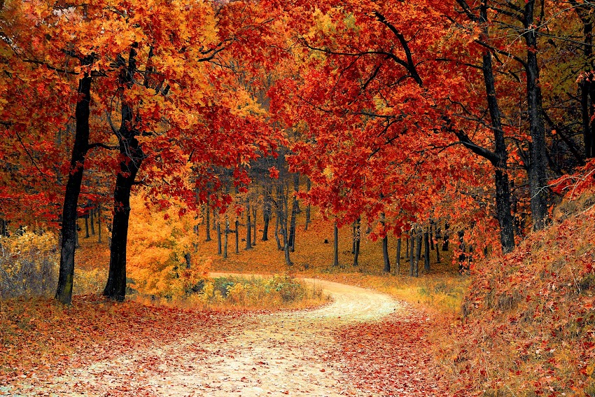 Red Leaf Trees Near the Road Red Leaf Trees Near the Road