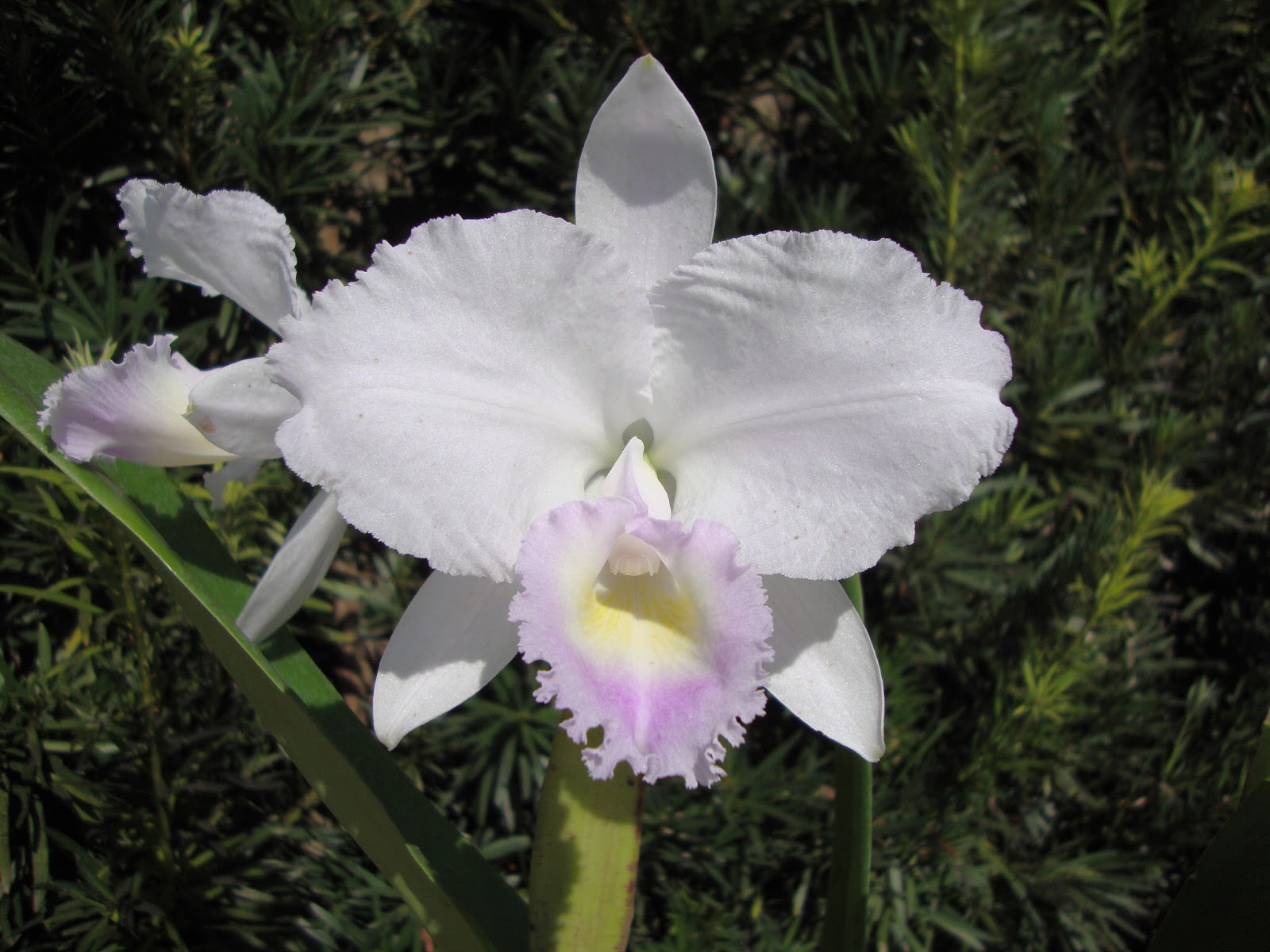 Grow and care Cattleya trianae orchid Dr. Triana's Cattleya