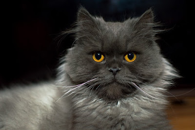 alt="gato persa azul de ojos color ambar"