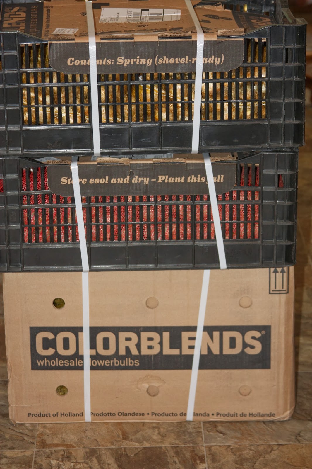 Daffodil planting time in Zone 7 USA