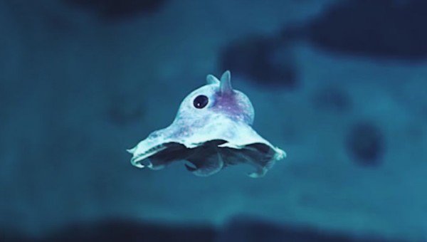 مخلوقات غريبة في أعماق المحيط
