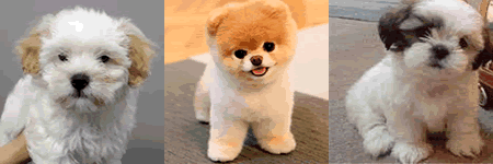 teddy puppies for sale