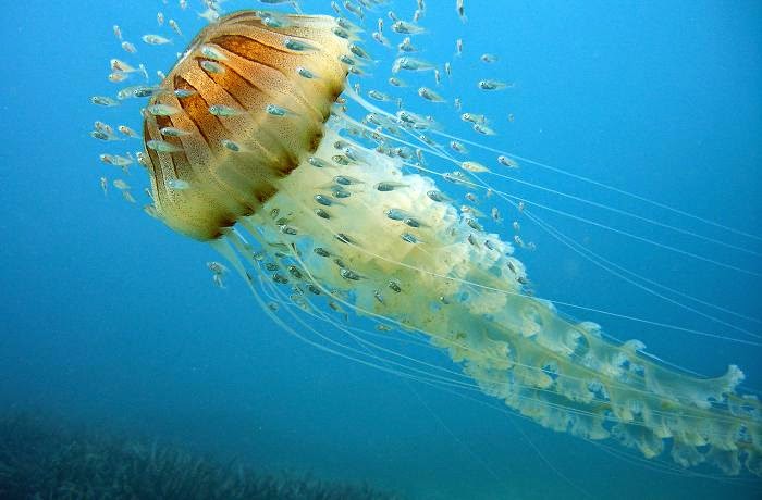 1º ESO CIENCIAS TOYO RETAMAR : ¿Qué son las esponjas y los celentéreos?