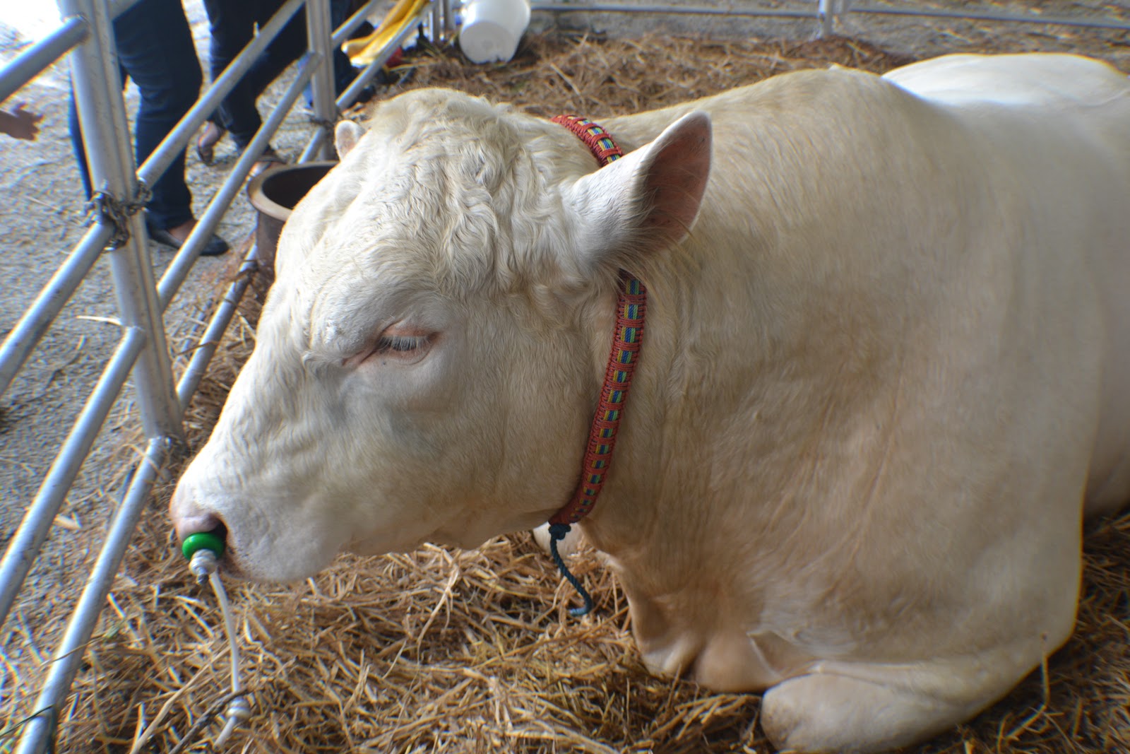 Lembu Makan Rumput Hitam Putih / Lembu ragut lembu makan rumput gambar.