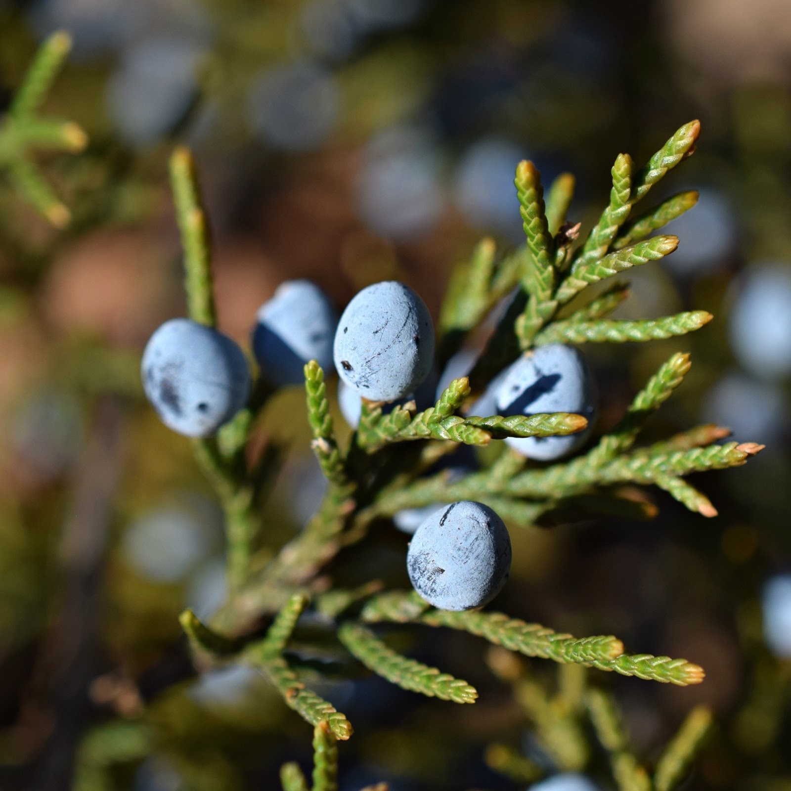 Coniferous Trees And Shrubs