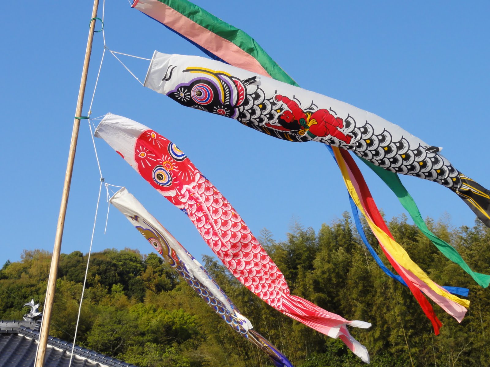 Ariake Aggie Photo Friday Koi Kites