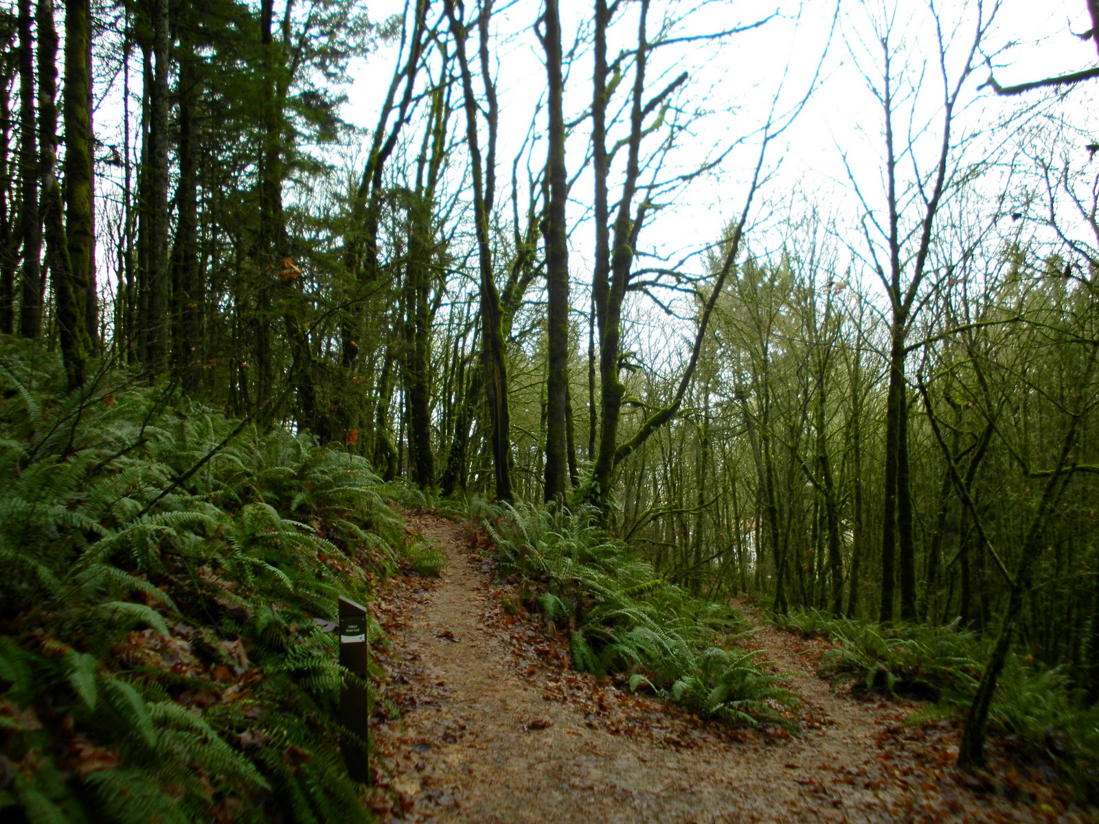 Black Watch Sasquatch: Mt. Talbert Nature Park - Clackamas