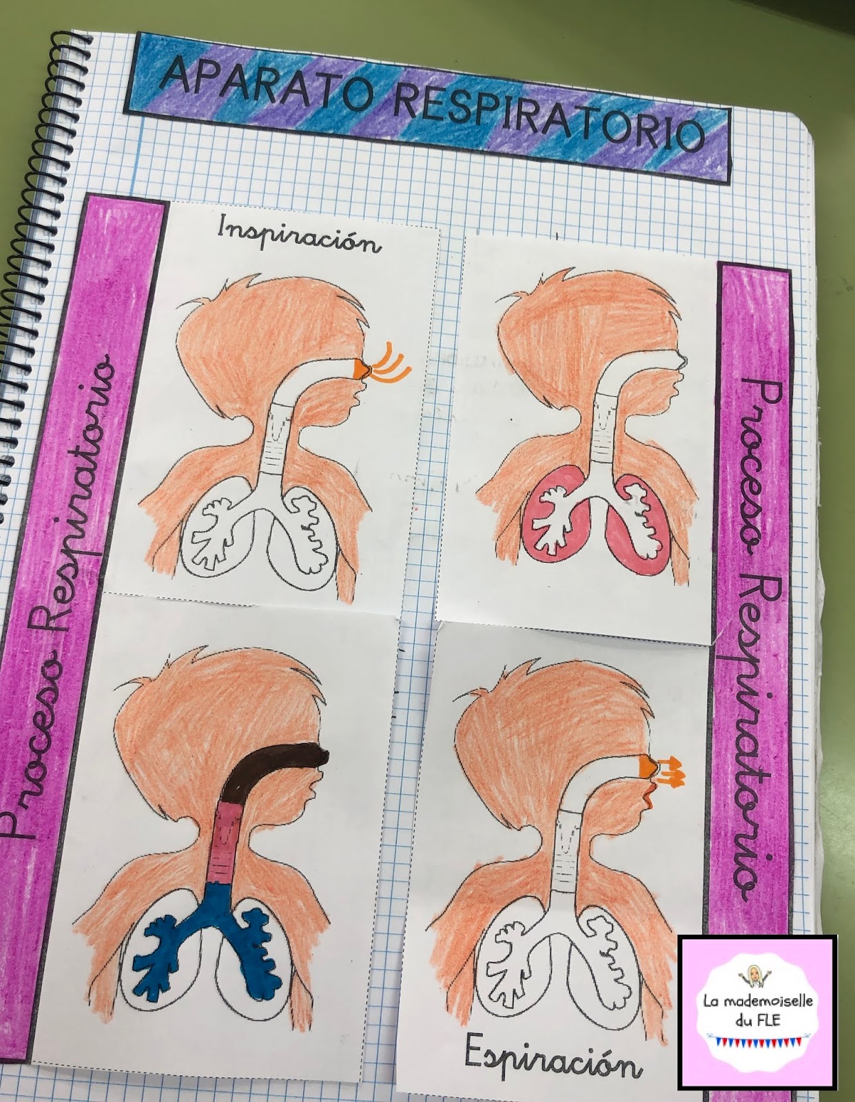 La mademoiselle du FLE | Cuerpo humano para niños, Sistema respiratorio ...