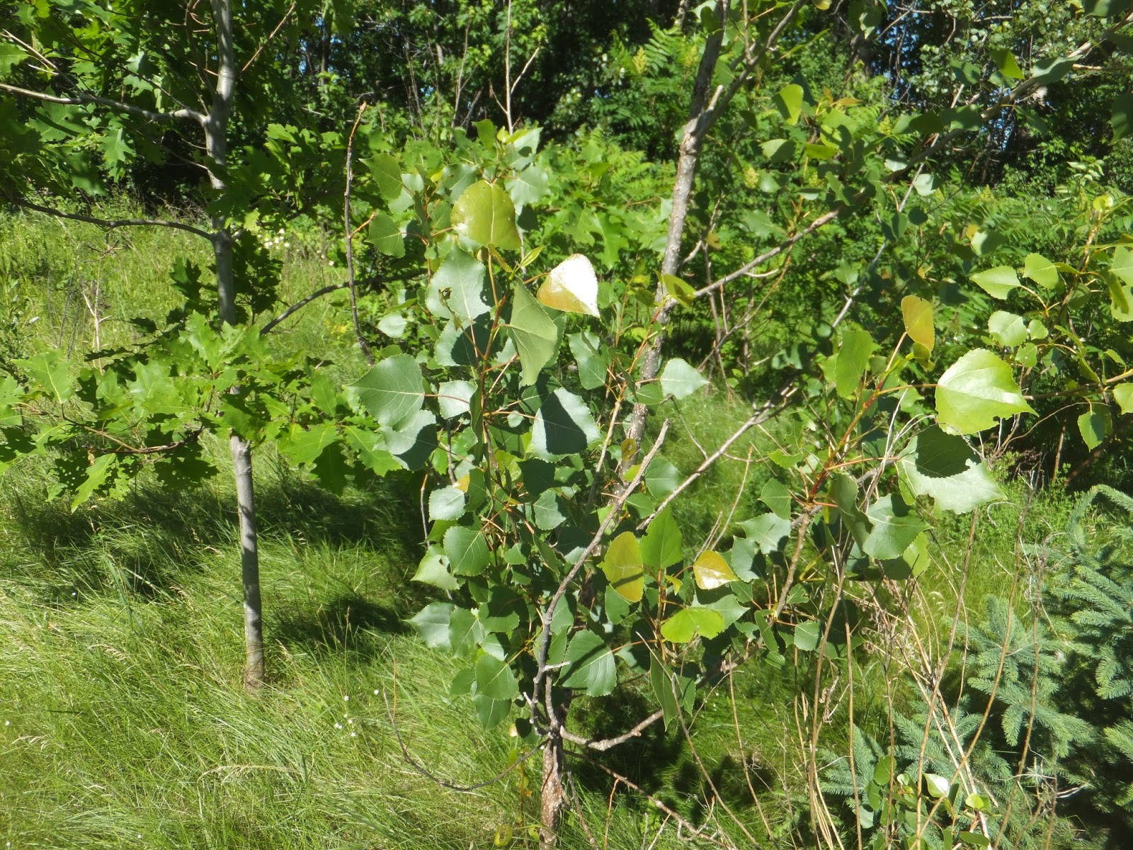 procurify cottonwood procurify cottonwood