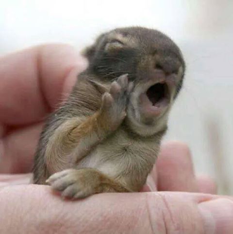 Menyediakan Obat Obatan Khusus Kelinci Kesayangan Anda Februari 2017