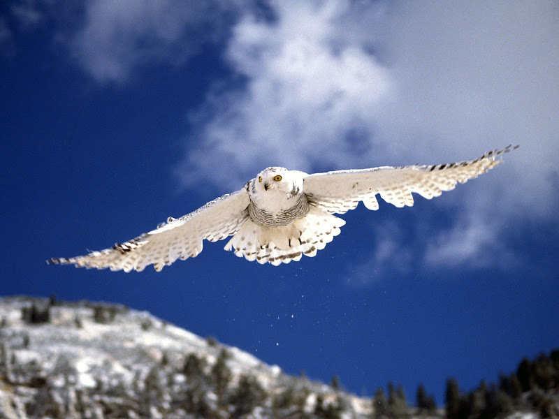 Snowy Owl in pair