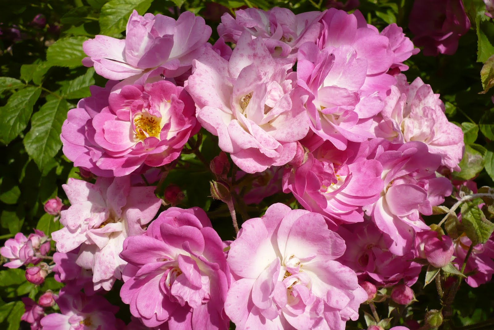 Le Jardin de Pacalou: Un jardin de roses.