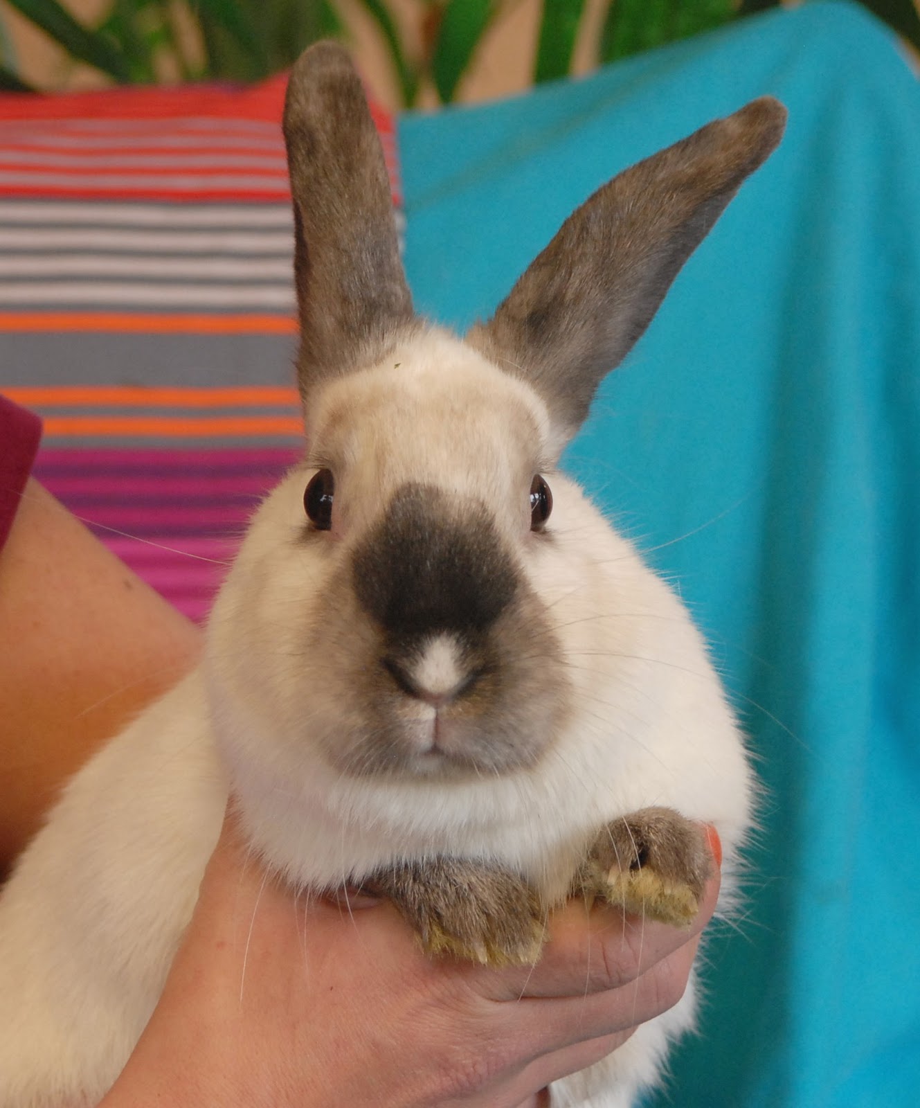Three adorable baby bunny sisters for adoption!