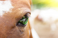 Horse close up eye