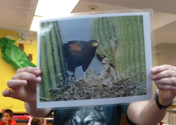 harris hawk hawks yollis mrs classroom males nesting communal nest means practice feed own some