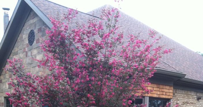 Loropetalum Chinese Fringe Flower Shrubs