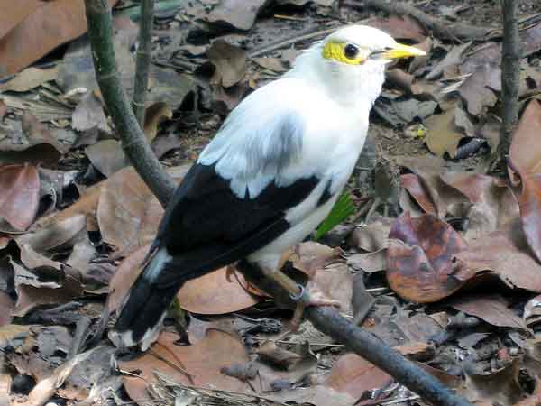 Info Burung Jalak Putih Skeletonace
