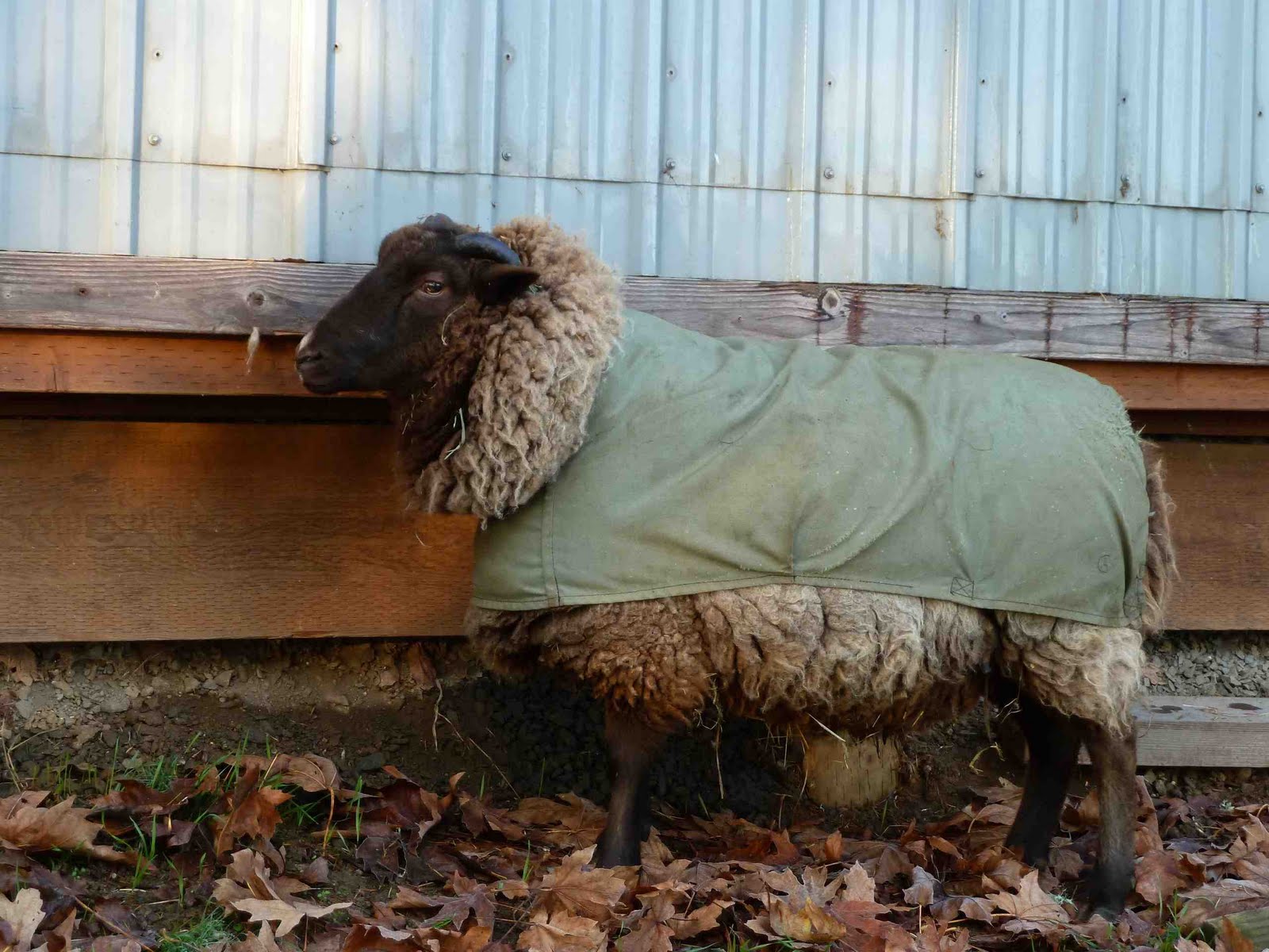 Boulderneigh Fashion Friday