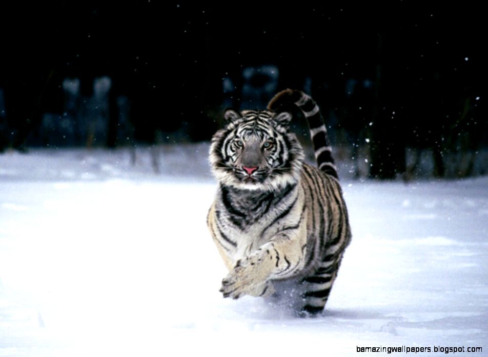 White tiger cub in the snow  Cutest Animal Pictures