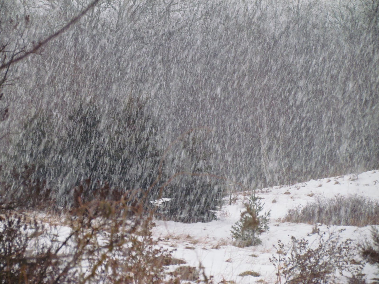 holy scribbler like rain and snow