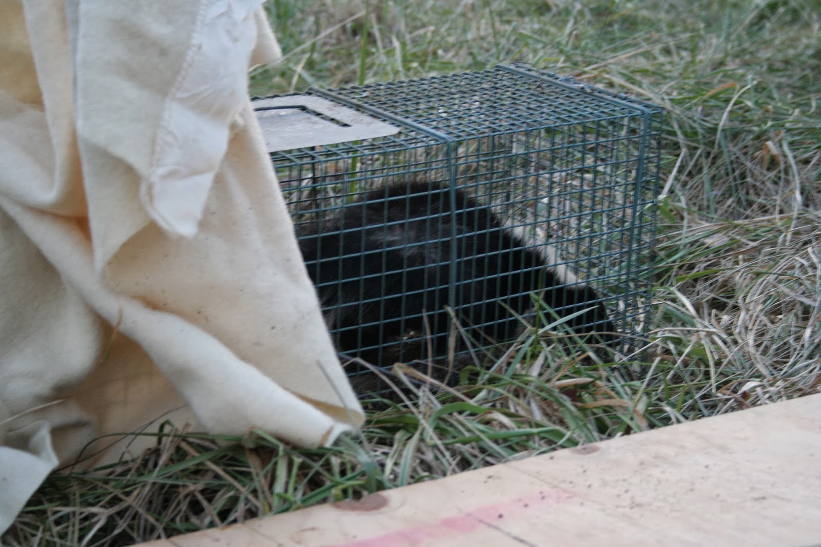 Chicken Scratch Poultry How To Remove A Skunk From Your Live Trap