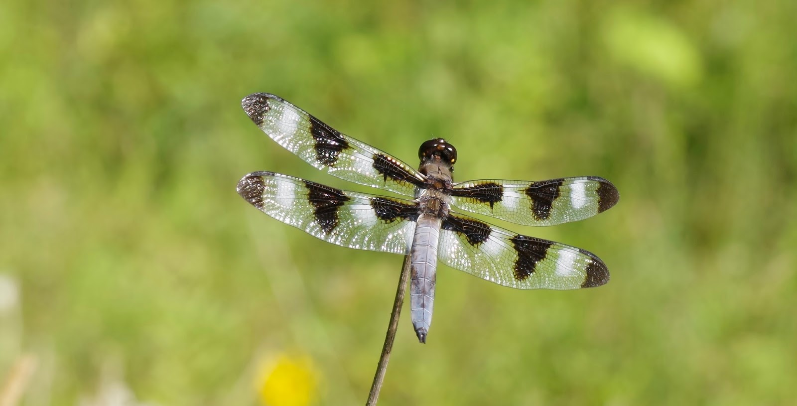 Black Tailed Dragonfly Nesciothemis