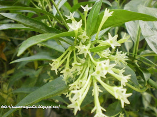 SummersofIndia: Rath ki Rani in my Garden
