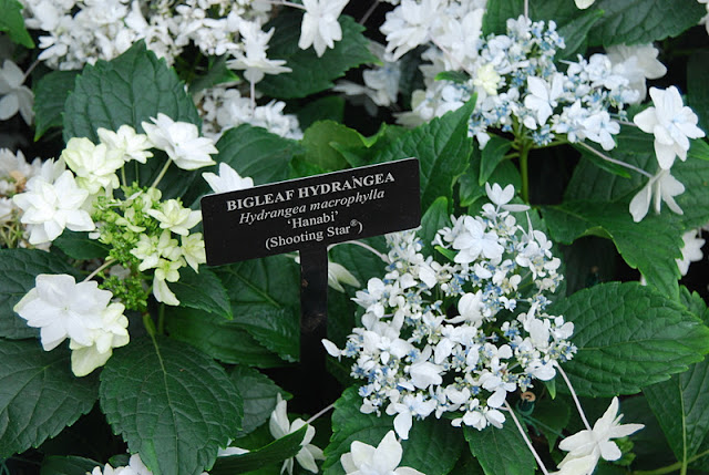 Hydrangea 'Shooting Star', a cousin to the one featured at the Phipps Christmas show this year