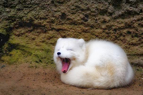 Full Trends: Los 15 animales más adorables y esponjosos