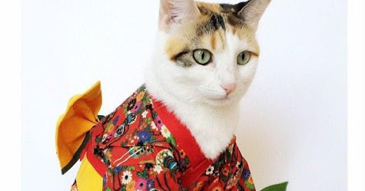 Cats in Kimonos