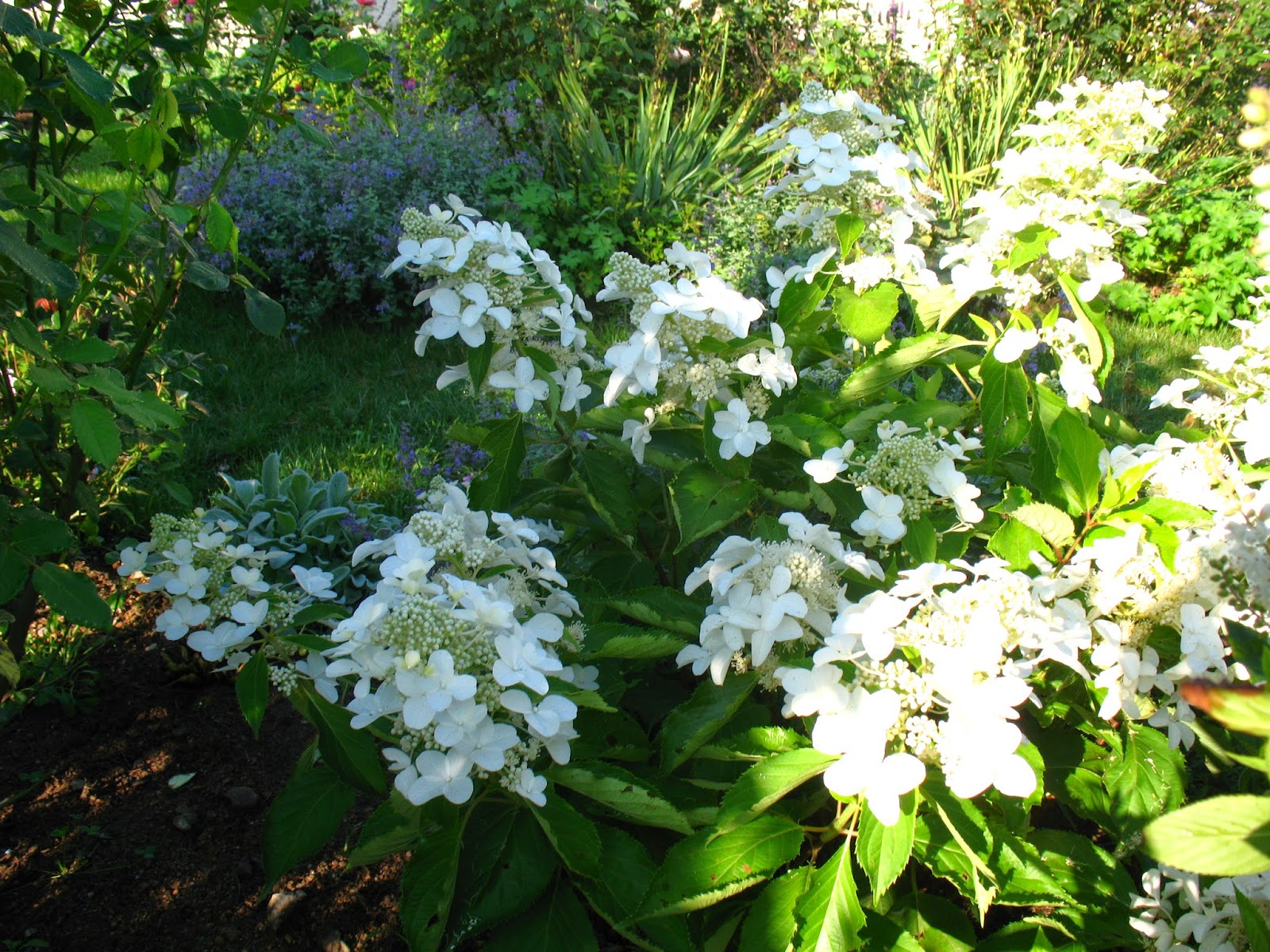 Roses Du Jardin Cheneland Hydrangea Paniculata Levana