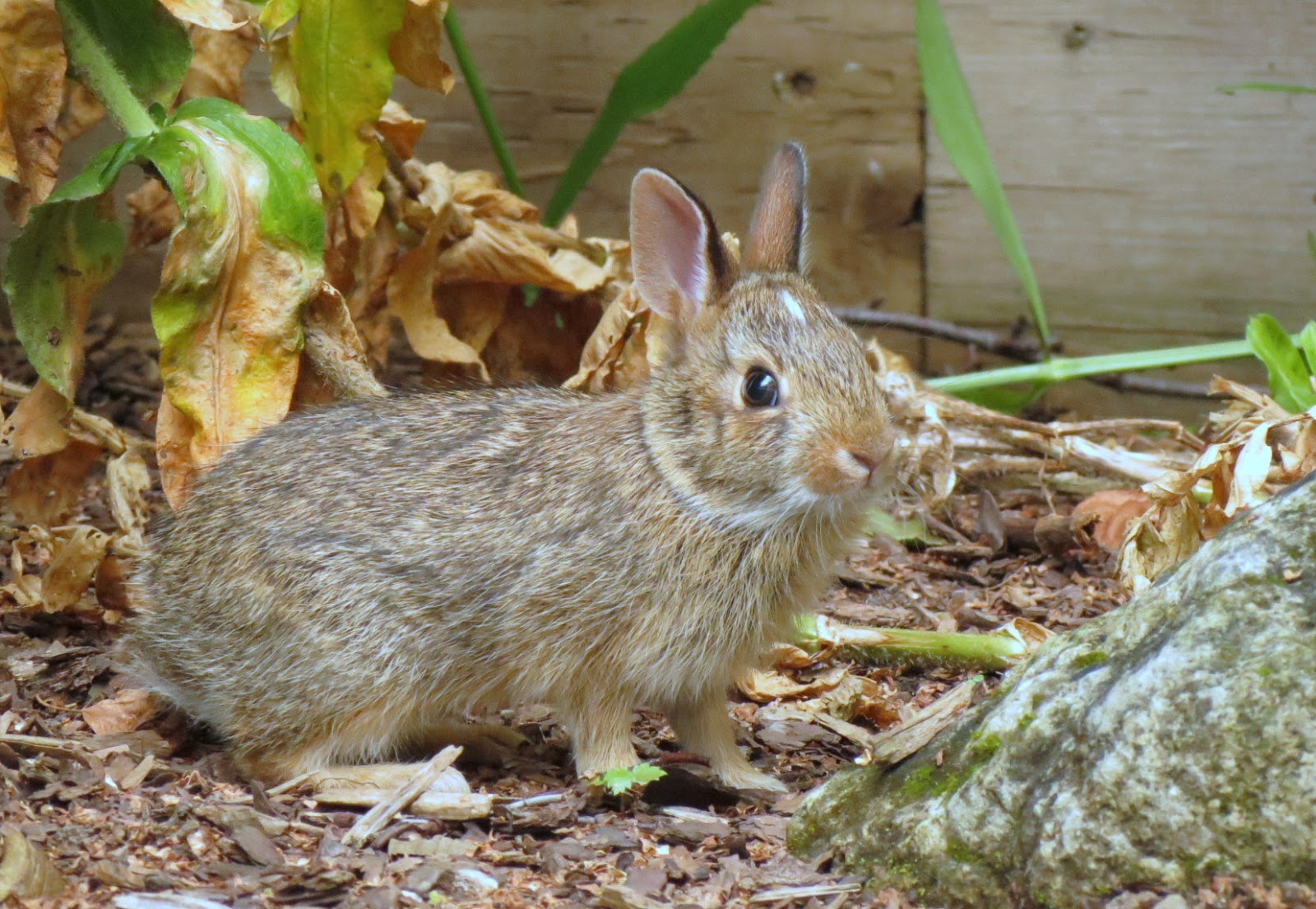 Young Eastern Cottontails in our yard - Travels With Birds