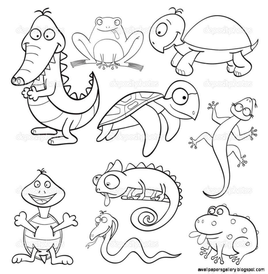 Amphibians And Reptiles | Wallpapers Gallery