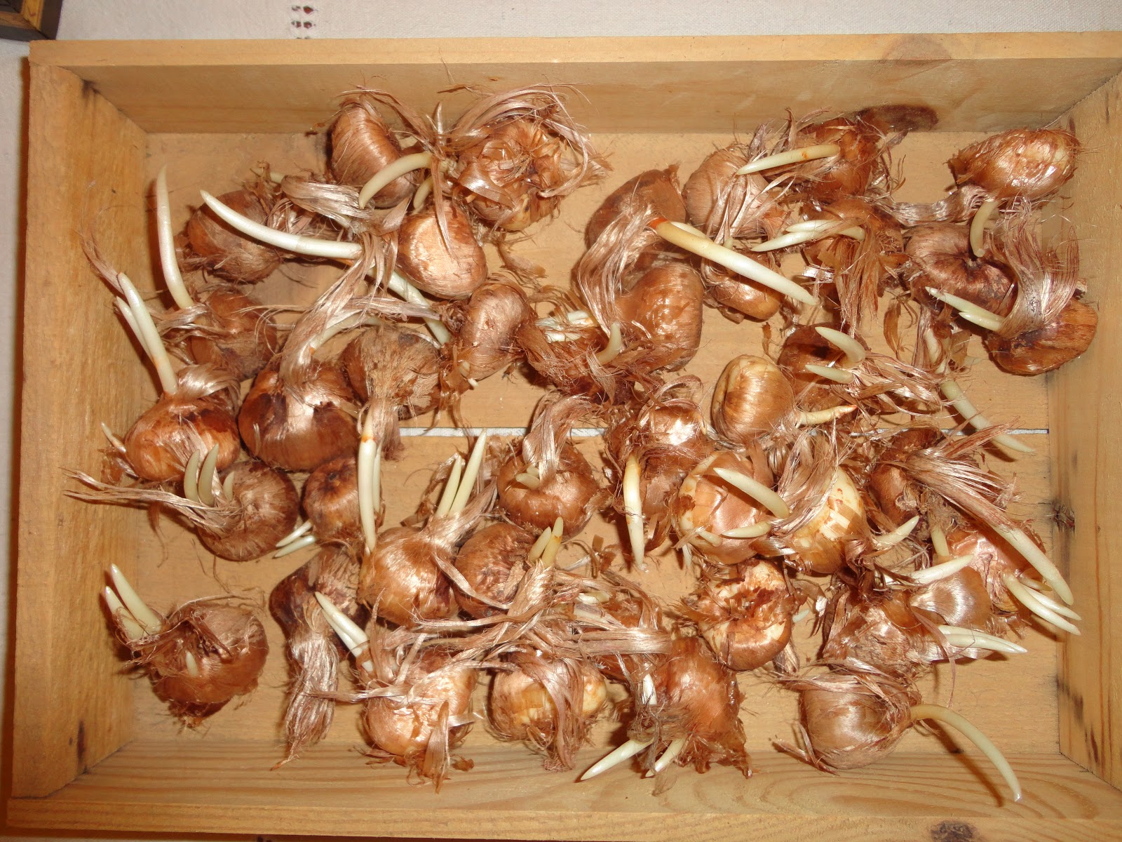 El Terrao - Dos urbanitas en el campo: PLANTACIÓN DE BULBOS DE AZAFRÁN