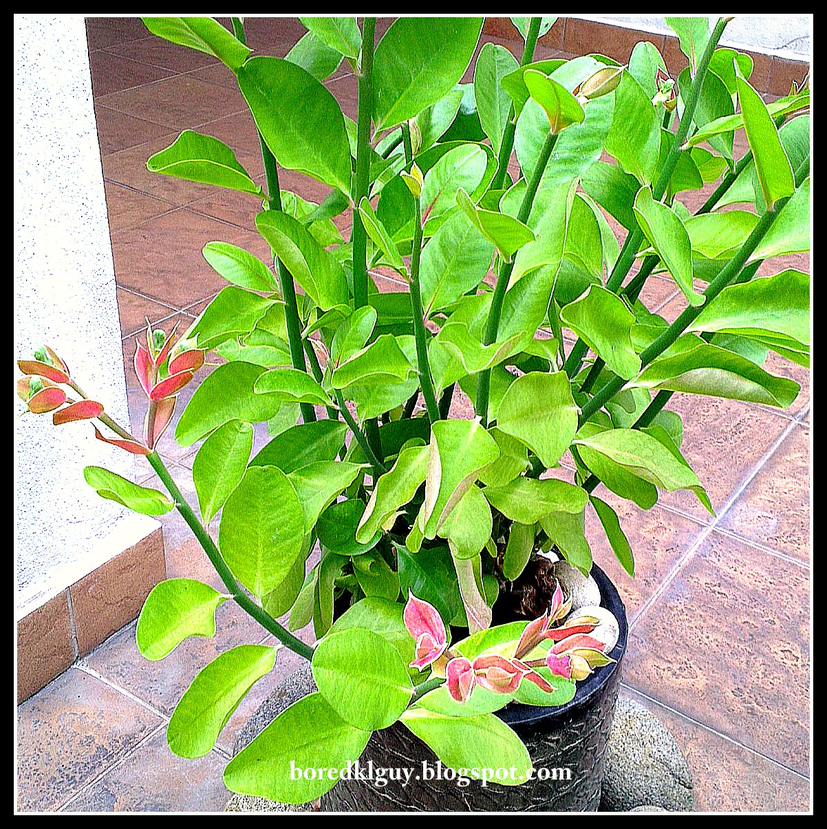 Coffee Grounds Compost Green Or Brown Value in Coffee Grounds