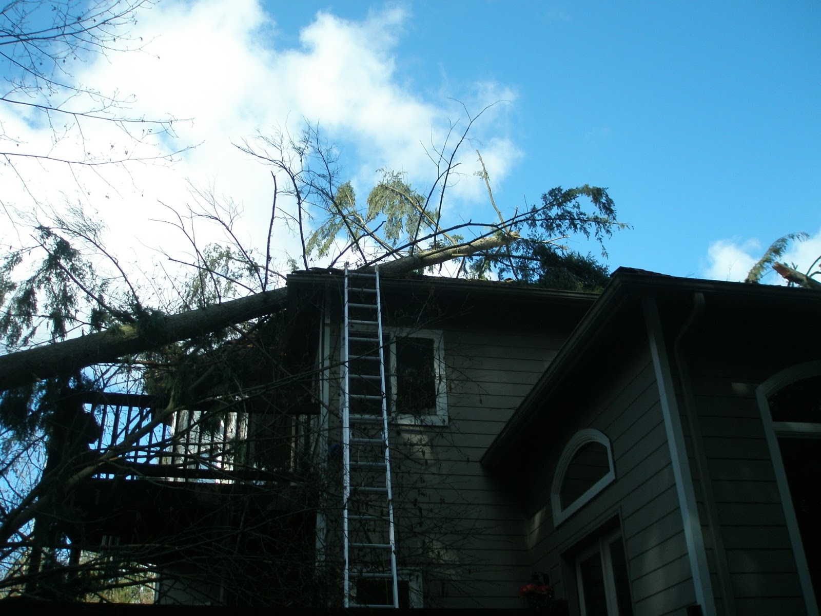 Brads Stump and Tree Service Arlington, Washington 24/7 Storm Damage
