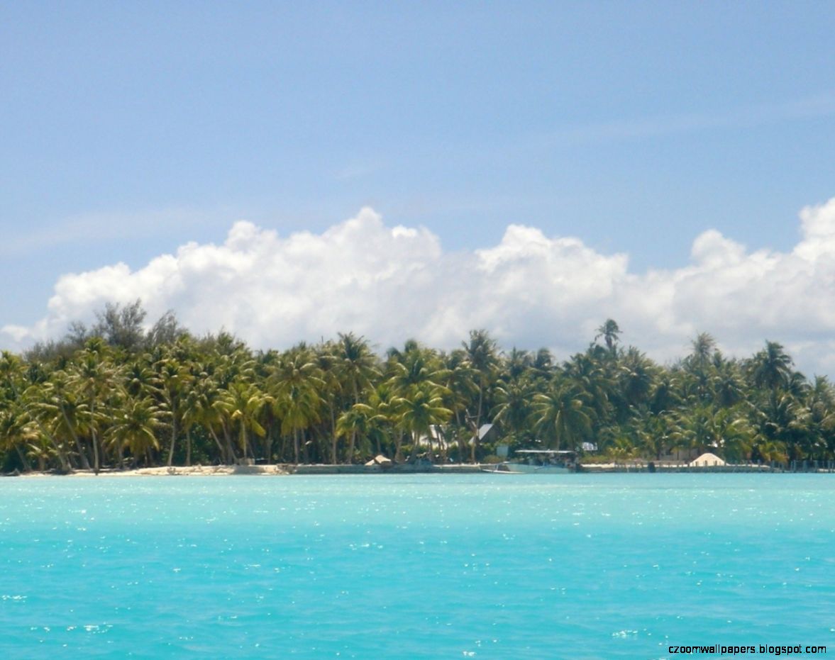 Palm Tree and Island