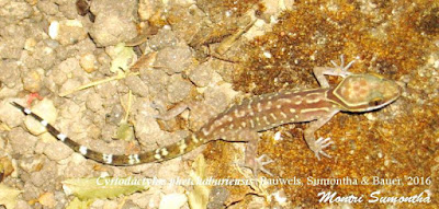 Cyrtodactylus_phetchaburiensis-novataxa_