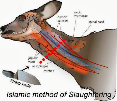 The Islamic Method of Slaughtering Animals
