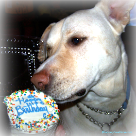mixed breed rescue dog with birthday cake