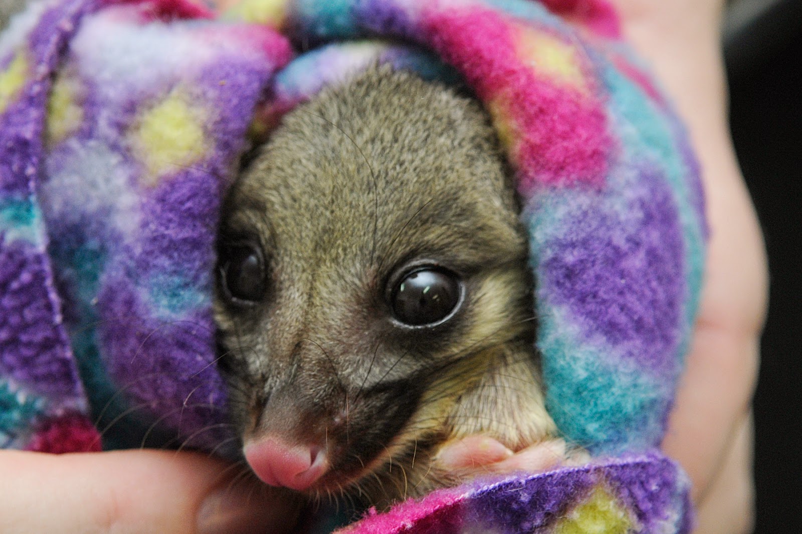 Small Animal Talk Should Native Animals Be Kept As Pets 