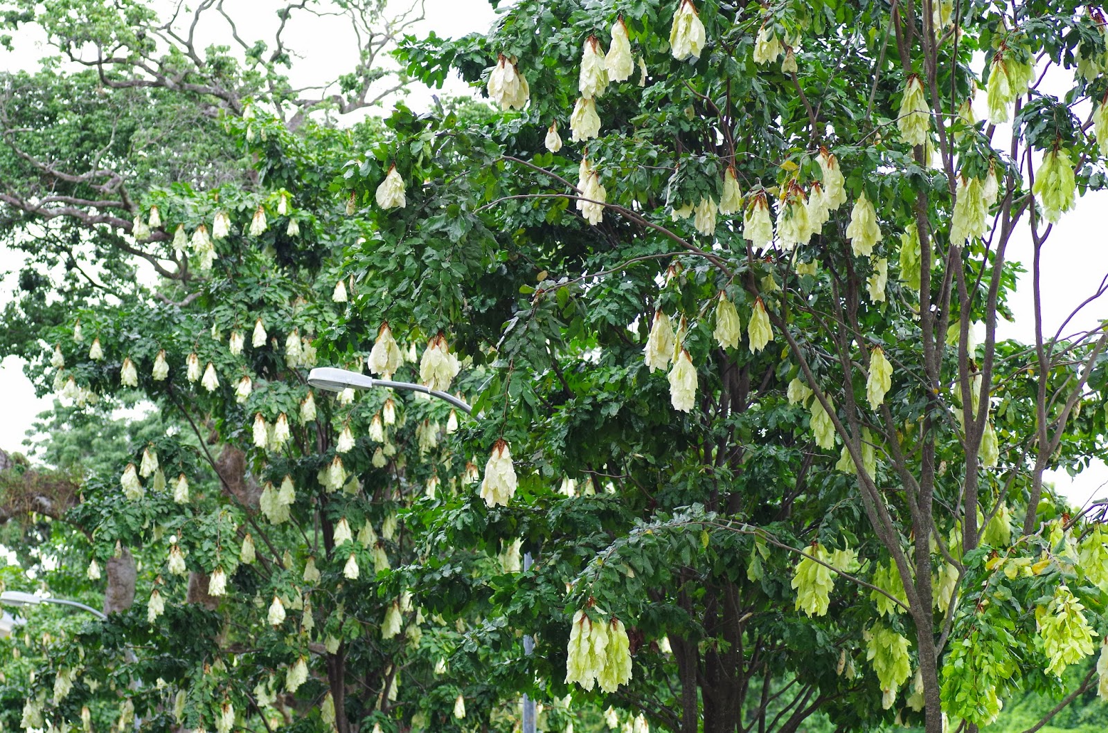 Trees and Plants: Hankerchief Tree