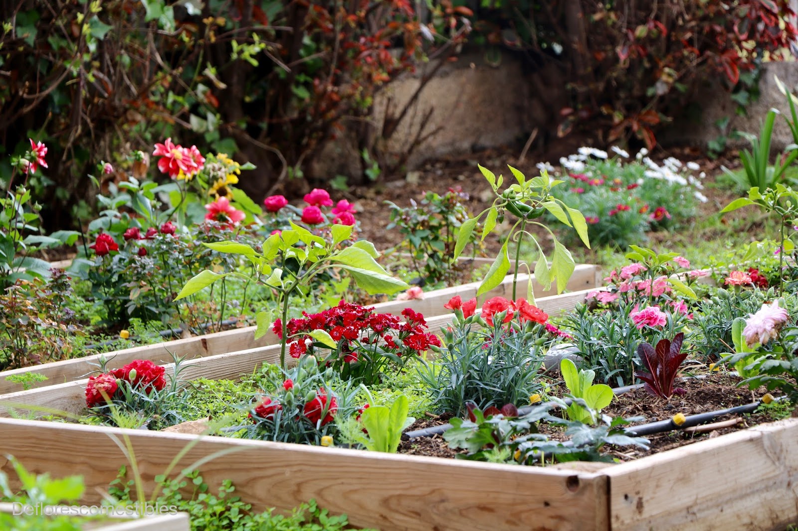 Flores Comestibles Que Puedes Comer Directamente De Tu Jardín